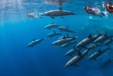 Sha'ab El Erg Dolphin House Cruise & Snorkel