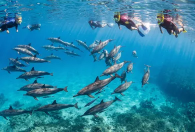 Sataya Dolphin Reef Yacht Cruise & Snorkel